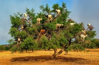 goats-argan-trees-7[6]
