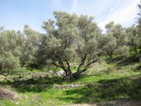 Olive tree